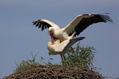 White stork Ciconia ciconia bela torklja_MG_1692-1.jpg