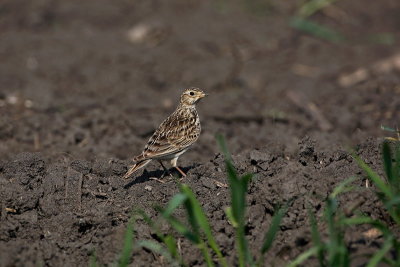 Skylark Alauda arvensis poljski krjanec_MG_1136-1.jpg