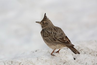 Crested lark Galerida cristata opasti krjanec_MG_9860-1.jpg