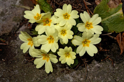 Primrose Primula vulgaris trobentica_MG_7439-1.jpg