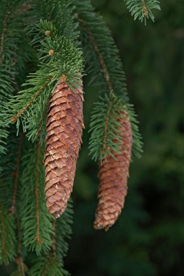 Norway spruce Picea abies smreka_MG_0029-1.jpg