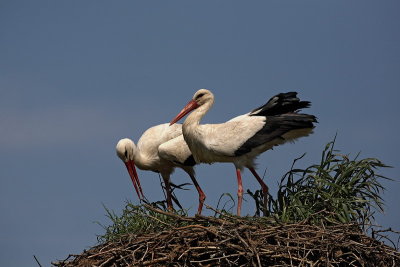 White stork Ciconia ciconia bela torklja_MG_1676-1.jpg