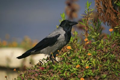 Hooded crow Corvus cornix siva vrana_MG_3291-1.jpg