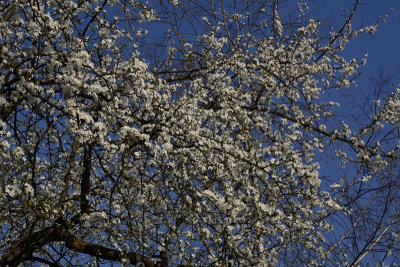 Plum tree Prunus domestica sliva_MG_9370-1.jpg