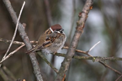 Tree sparrow Passer montanus poljski vrabec_MG_8878-1.jpg