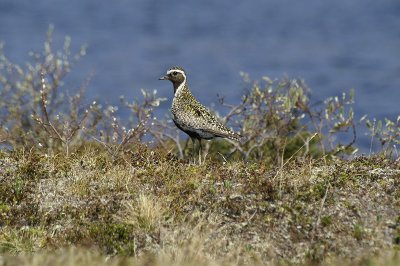 Golden plover Pluvialis apricaria navadna prosenka-PICT0091-1.jpg