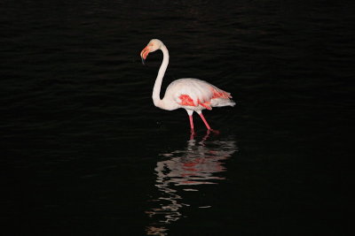 Greater flamingo Phoenicopterus roseus plamenec_MG_2653-1.jpg
