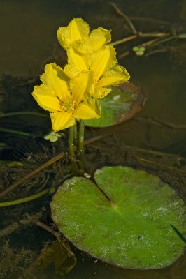 Fringed waterlily Nymphoides peltata itolistna movirka-PICT0020-1.jpg