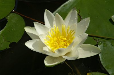 White water lily Nymphea alba beli lokvanj-PICT0044-1.jpg