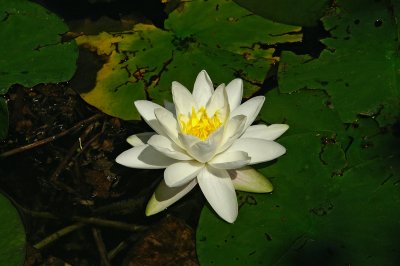 White water lily Nymphea alba beli lokvanj-PICT0045-1.jpg