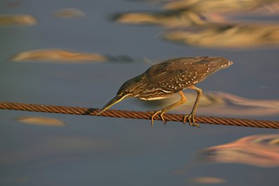 striated_heron_butorides_striata