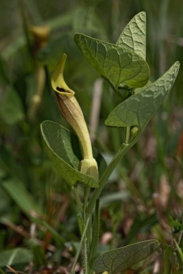 Yellow birthwort Aristolochia lutea_MG_2236-1.jpg