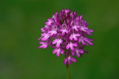 Pyramidal orchid Anacamptis pyramidalis piramidasti pilovec_MG_2726-1.jpg