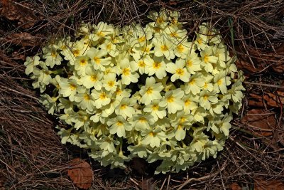 Primrose Primula vulgaris trobentica_MG_1982-1.jpg
