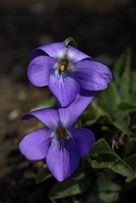 Early dog-violet  Viola reichenbachiana gozdna vijolica_MG_1986-1.jpg