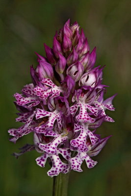 Three-toothed orchid Orchis tridentata trizoba kukavica_MG_2704-1.jpg