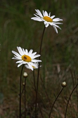 Leucanthemum ircutianum navadna ivanjąčica_MG_2726-1.jpg