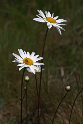 Leucanthemum ircutianum navadna ivanjica_MG_2726-1.jpg