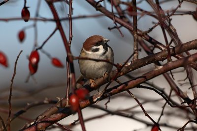Tree sparrow Passer montanus poljski vrabec_MG_6839-1.jpg