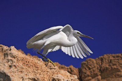  Western reef heron Egretta gularis obalna čaplja_MG_4475-1.jpg