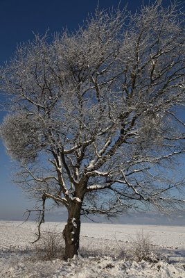 Cherry tree Prunus avium in winter divja enja_MG_5686-1.jpg