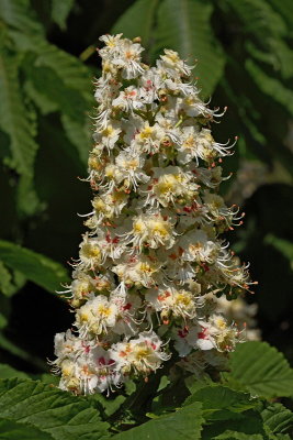 Common horse-chestnut Aesculus hippocastanum divji kostanj_MG_2820-1.jpg