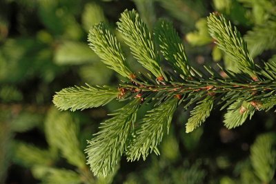 Norway spruce Picea abies smreka_MG_2965-1.jpg