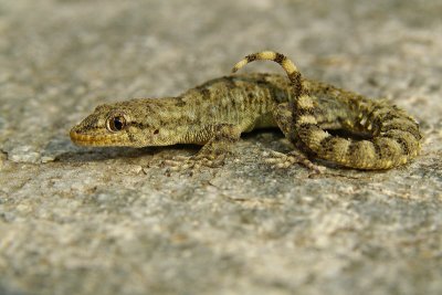 Kotschy's Gecko Mediodactylus kotschyi egejski goloprstnik-PICT0103-1.jpg