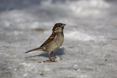 House sparrow Passer domesticus domači vrabec_MG_5895-1.jpg