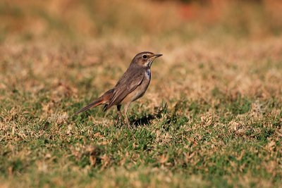 Bluethroat Luscinia svecica modra taica_MG_4330-1.jpg