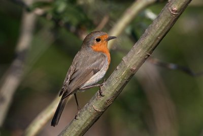 Robin Erithacus rubecula  taica_MG_3018-1.jpg