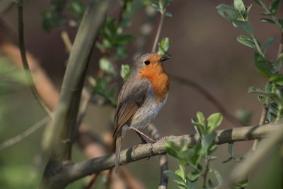 Robin Erithacus rubecula  taica_MG_3020-1.jpg