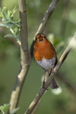 Robin Erithacus rubecula  taica_MG_3026-1.jpg