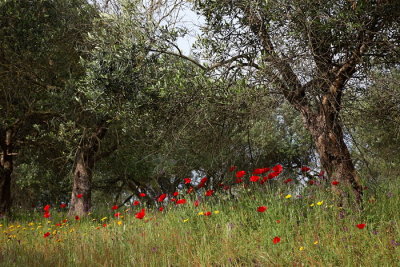 Olive trees and  poppies_MG_4178-1.jpg