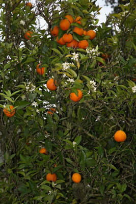 Orange tree Citrus sinensis pomarana_MG_4296-1.jpg