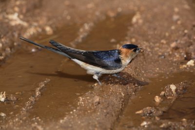 Red-rumped swallow Cecropis daurica rdeča lastovka_MG_5045-1.jpg