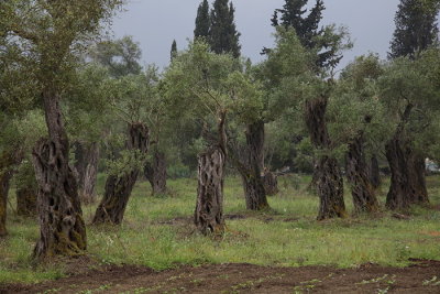 Olive trees oljka_MG_3328-1.jpg