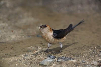 Red-rumped swallow Cecropis daurica rdeča lastovka_MG_3762-1.jpg