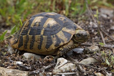Hermann's tortoise Eurotestudo hermanni boettgerii grka elva_MG_3858-1.jpg