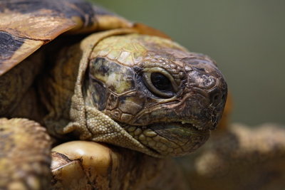 Hermann's tortoise Eurotestudo hermanni boettgerii grka elva_MG_3870-1.jpg