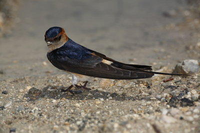 Red-rumped swallow Cecropis daurica rdeča lastovka_MG_3766-1.jpg