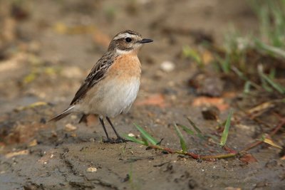 Whinchat Saxicola rubetra repalj�čic a_MG_5152-1.jpg