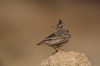 Crested lark Galerida cristata opasti krjanec_MG_5163-1.jpg