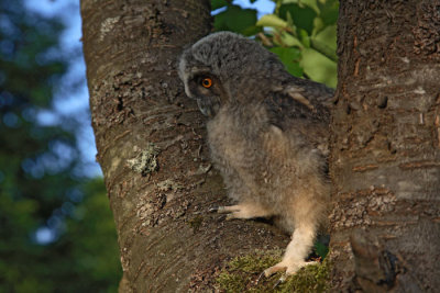 Long-eared owl Asio otus mala uharica_MG_5528-1.jpg