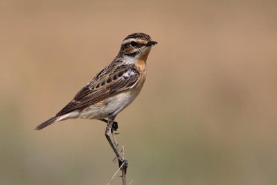 Whinchat Saxicola rubetra repalj�čica_MG_3489-1.jpg