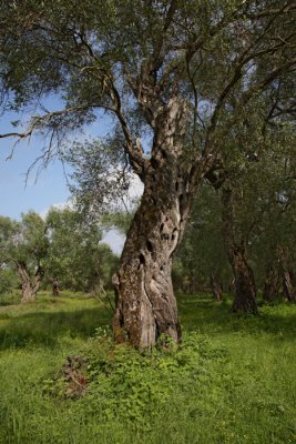 Olive tree oljka_MG_3934-1.jpg