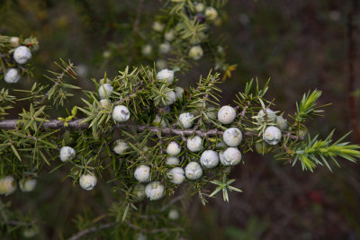 Common juniper Juniperus communis navadni brin_MG_3394-1.jpg