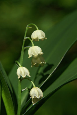 Lily of the valley  Convallaria majalis marnica-PICT0025-1.jpg