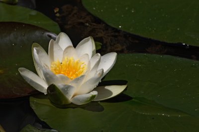 White water lily Nymphea alba beli lokvanj_MG_5761-1.jpg