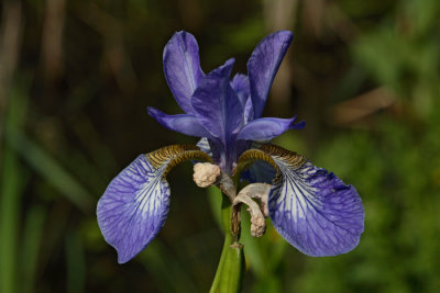 Siberian iris Iris sibirica sibirska perunika_MG_5795-1.jpg